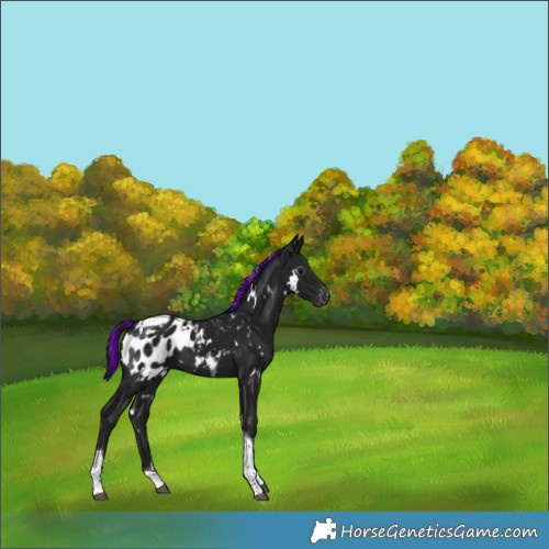 Horse Color:Gray Painted White Spotted Brown Tobiano Appaloosa