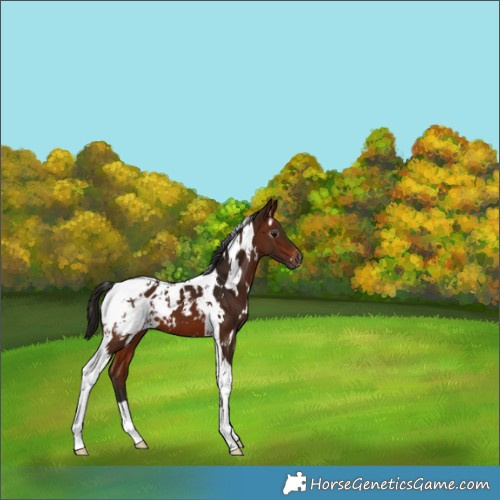 Horse Color:Gray White Spotted Bay Tobiano Appaloosa 