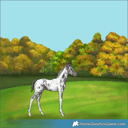 Horse Color:Gray White Spotted Brown Ice Tobiano Appaloosa