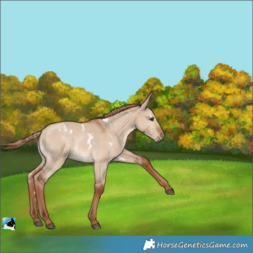 Horse Color:White Spotted Red Dun Rabicano