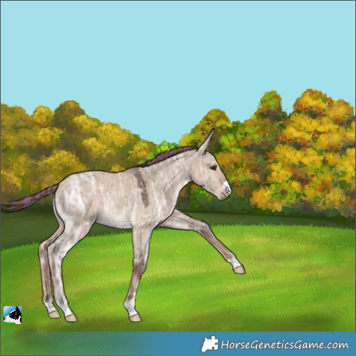 Horse Color:Painted Liver Red Dun Ice Rabicano 