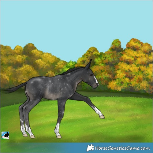 Horse Color:Black Rabicano 