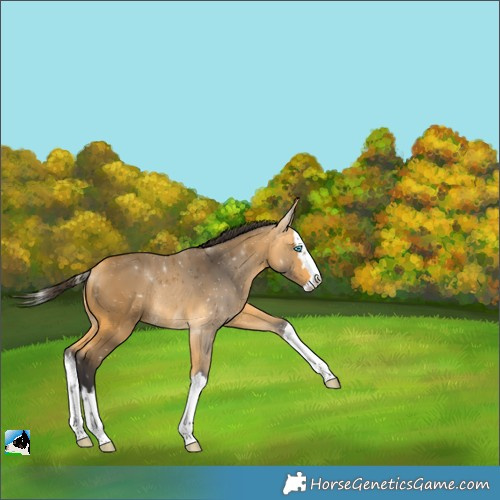 Horse Color:Buckskin Splash Rabicano 