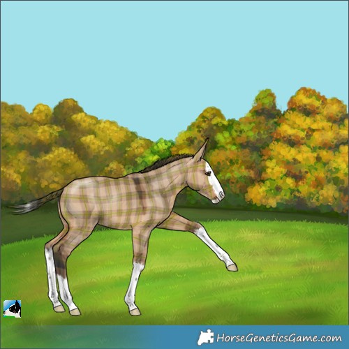 Horse Color:Plaid  Bay Dun Splash Rabicano 