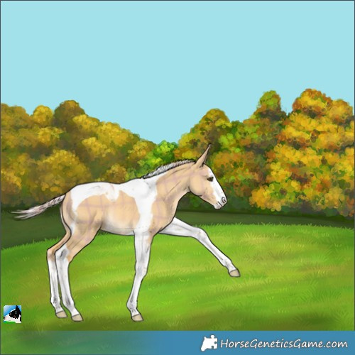 Horse Color:Plaid  Palomino Dun Splash Tobiano Rabicano 