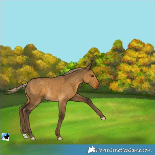 Horse Color:Chocolate Palomino Dun Rabicano 