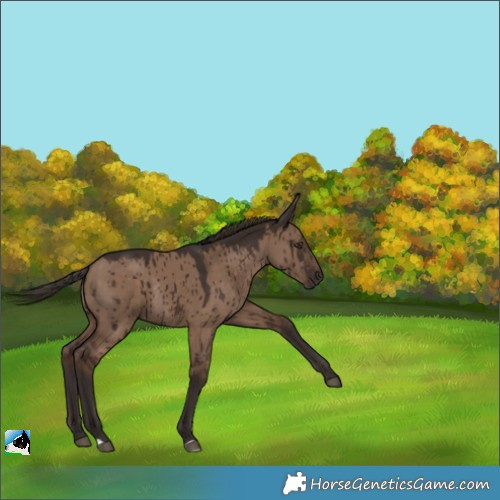 Horse Color:Liver Red Dun Rabicano Brindle