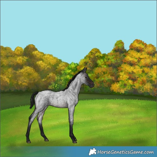 Horse Color:Gray Brown Roan