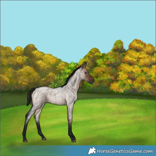 Horse Color:Gray Bay Roan Dun