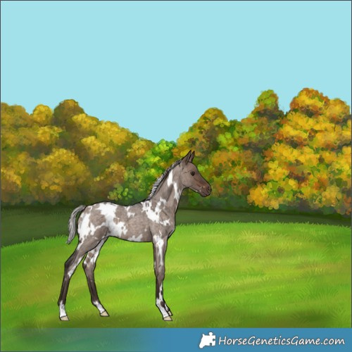 Horse Color:White Spotted Silver Brown Roan Dun Brindle 