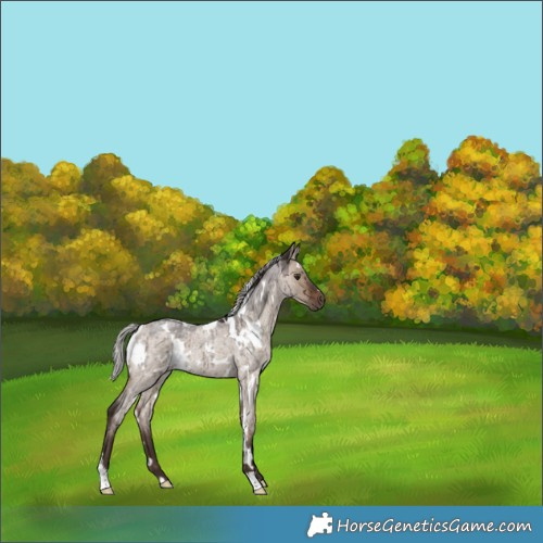 Horse Color:White Spotted Silver Brown Roan Dun Brindle