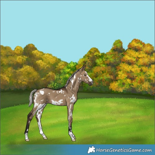 Horse Color:Gray White Spotted Silver Brown Dun 