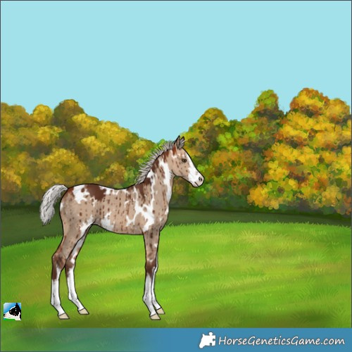 Horse Color:White Spotted Silver Bay Dun Brindle 
