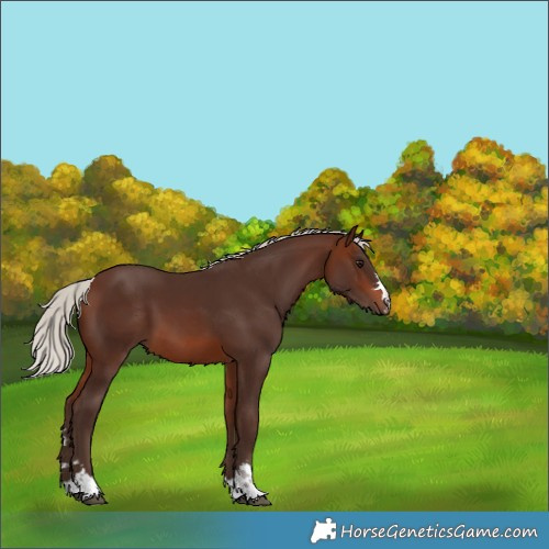 Horse Color:Silver Brown 