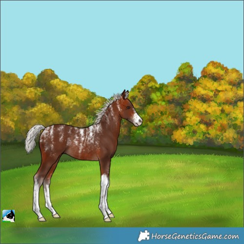 Horse Color:Powder White White Spotted Silver Bay Rabicano 