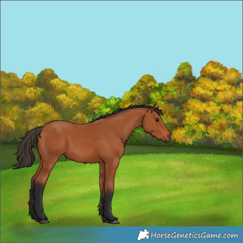 Horse Color:Bay 