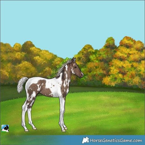 Horse Color:White Spotted Silver Bay Dun Tobiano 
