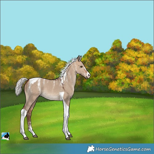 Horse Color:Powder White Silver Bay Dun Tobiano 