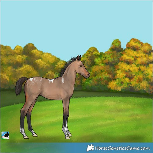 Horse Color:Powder White Bay Dun Tobiano 