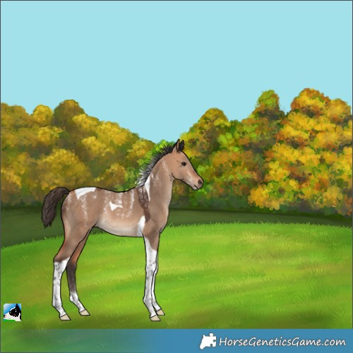 Horse Color:Powder White Bay Dun Tobiano Rabicano 