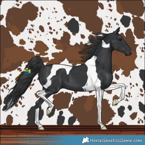 Horse Color:Black Tobiano 