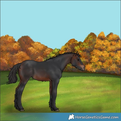 Horse Color:Brown Rabicano 