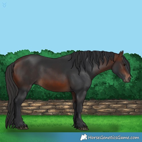 Horse Color:Brown Rabicano