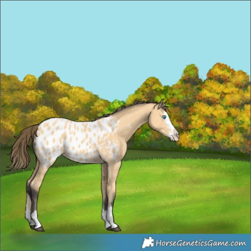 Horse Color:Buckskin Splash Near Leopard 