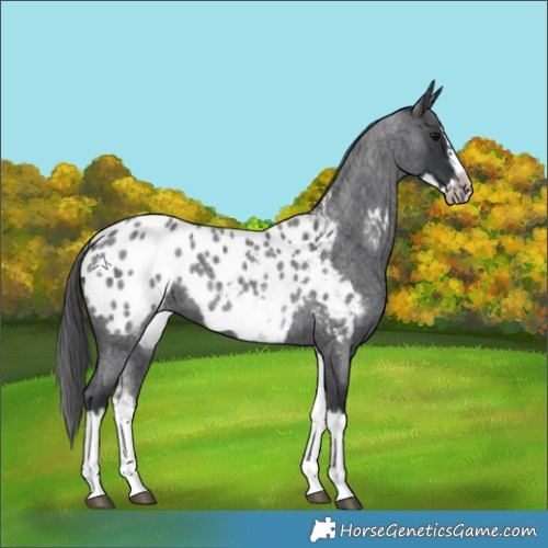 Horse Color:White Spotted Blue Roan Splash Frame Appaloosa 