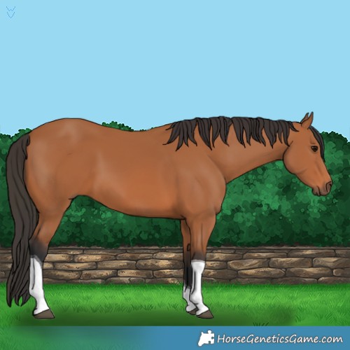 Horse Color:Bay Tobiano 