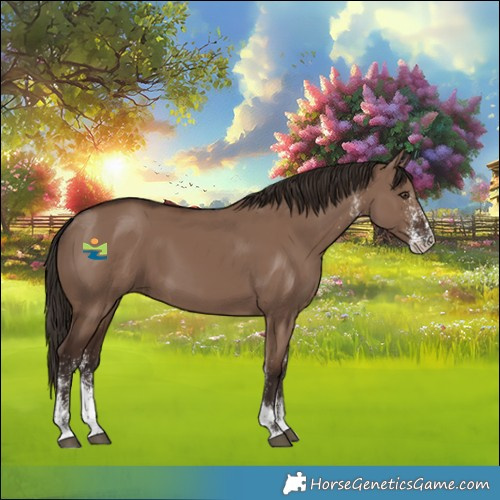 Horse Color:White Spotted Liver Red Dun