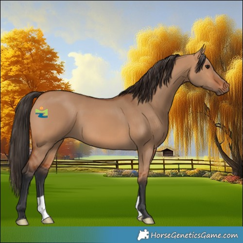 Horse Color:Bay Dun 