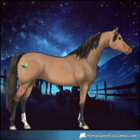 Horse Color:Bay Dun 