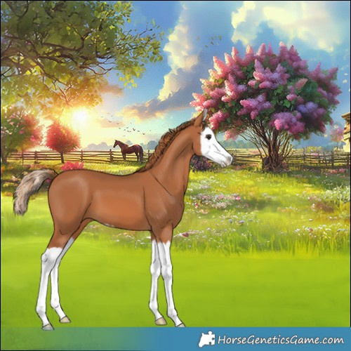 Horse Color:Chestnut Splash