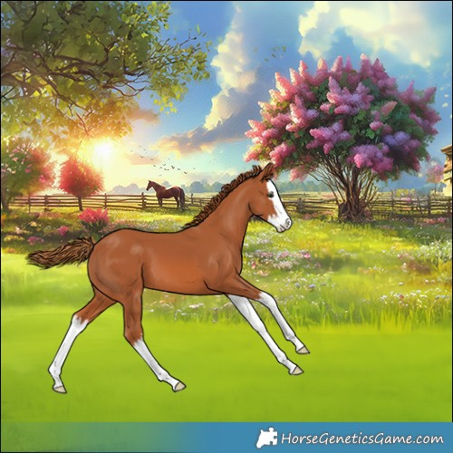 Horse Color:Chestnut Splash Appaloosa 