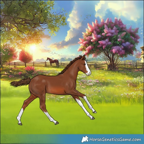 Horse Color:Chestnut Splash Appaloosa 