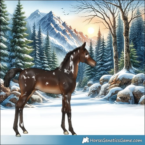 Horse Color:Gray White Spotted Bay