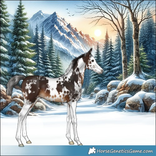 Horse Color:Gray White Spotted Bay Splash 
