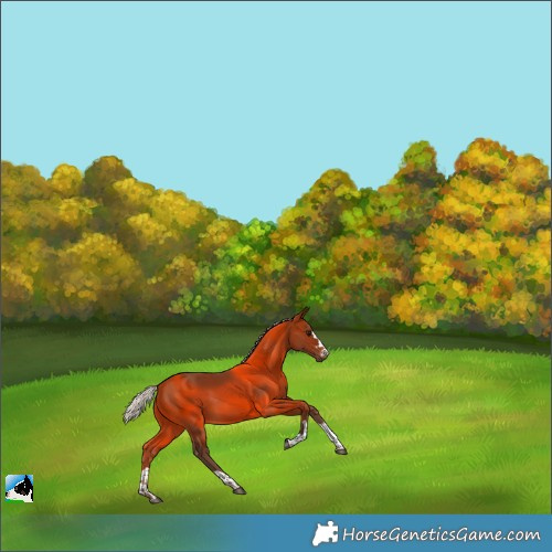 Horse Color:Silver Bay 