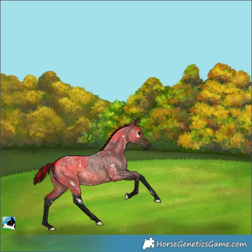 Horse Color:Gray Painted White Spotted Brown Roan Dun 