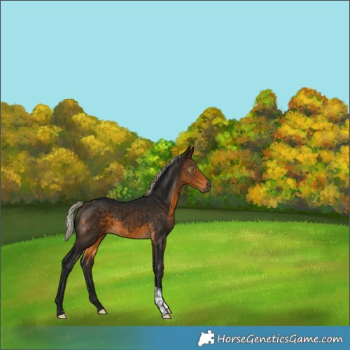 Horse Color:Gray Silver Buckskin Tobiano 