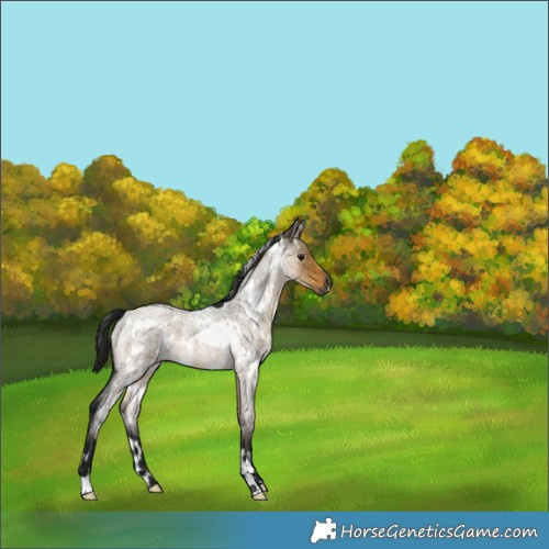 Horse Color:Gray White Spotted Buckskin Roan Dun 
