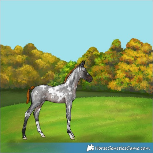 Horse Color:Gray Painted White Spotted Brown Roan 