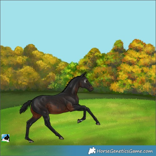 Horse Color:Gray Brown 