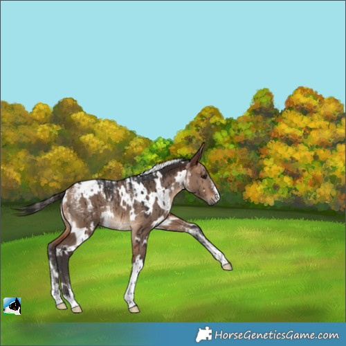 Horse Color:Powder White White Spotted Bay Dun Rabicano Brindle