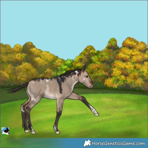 Horse Color:Powder White White Spotted Bay Dun Rabicano