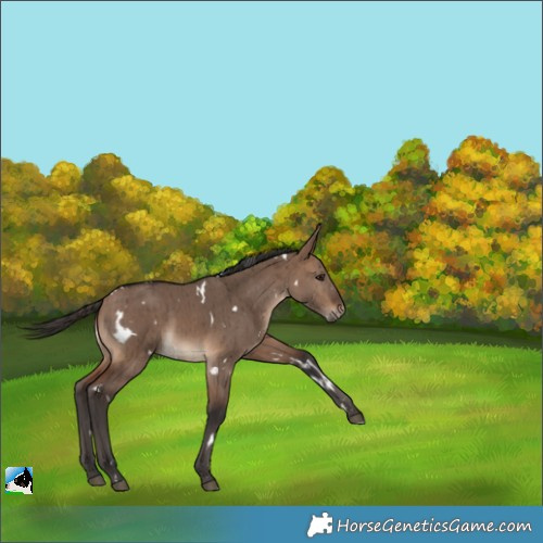 Horse Color:White Spotted Brown Dun Rabicano Brindle 