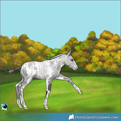 Horse Color:Powder White White Spotted Grullo Brindle 