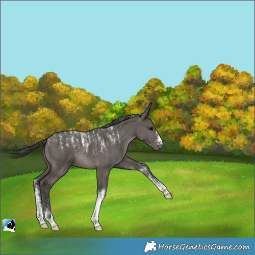 Horse Color:Powder White Grullo Brindle 