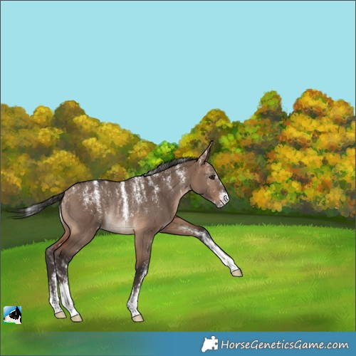Horse Color:Powder White Bay Dun Rabicano